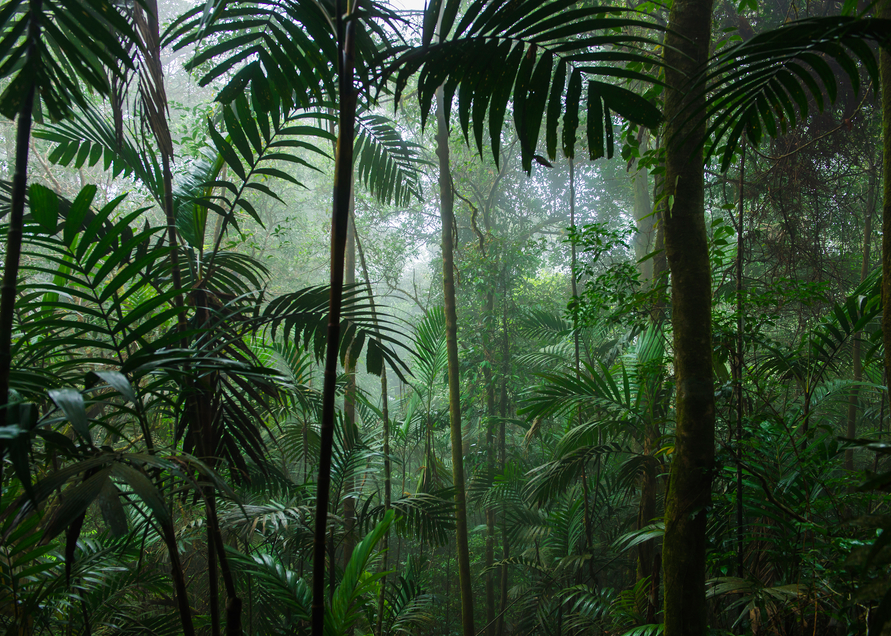 Our Rainforests Are In Peril. Here's What Needs To Be Done